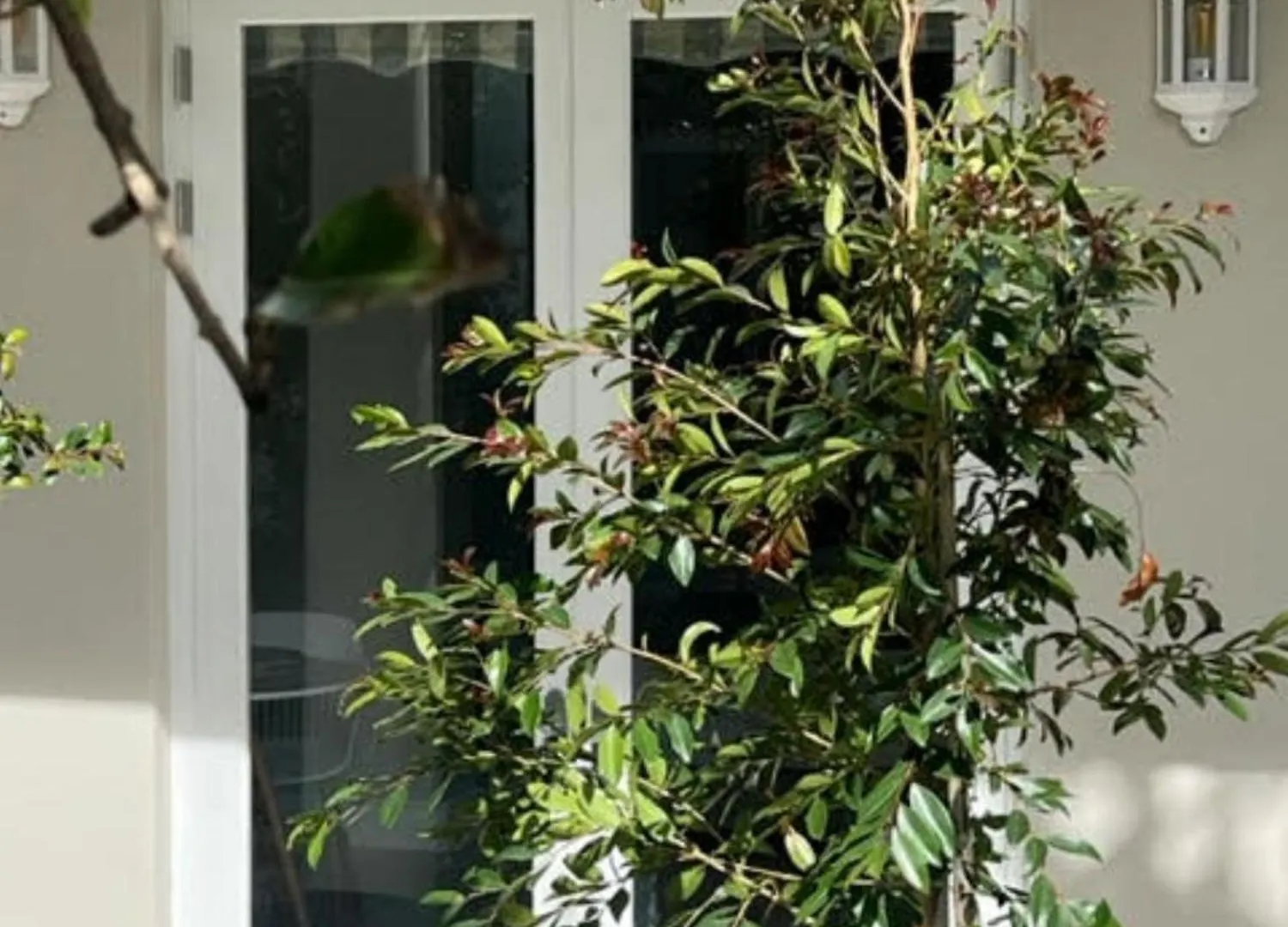 Appartement Two On Milner - Oak Tree Cottage - Stylish Open-Plan Guesthouse In Rondebosch Le Cap Afrique du Sud