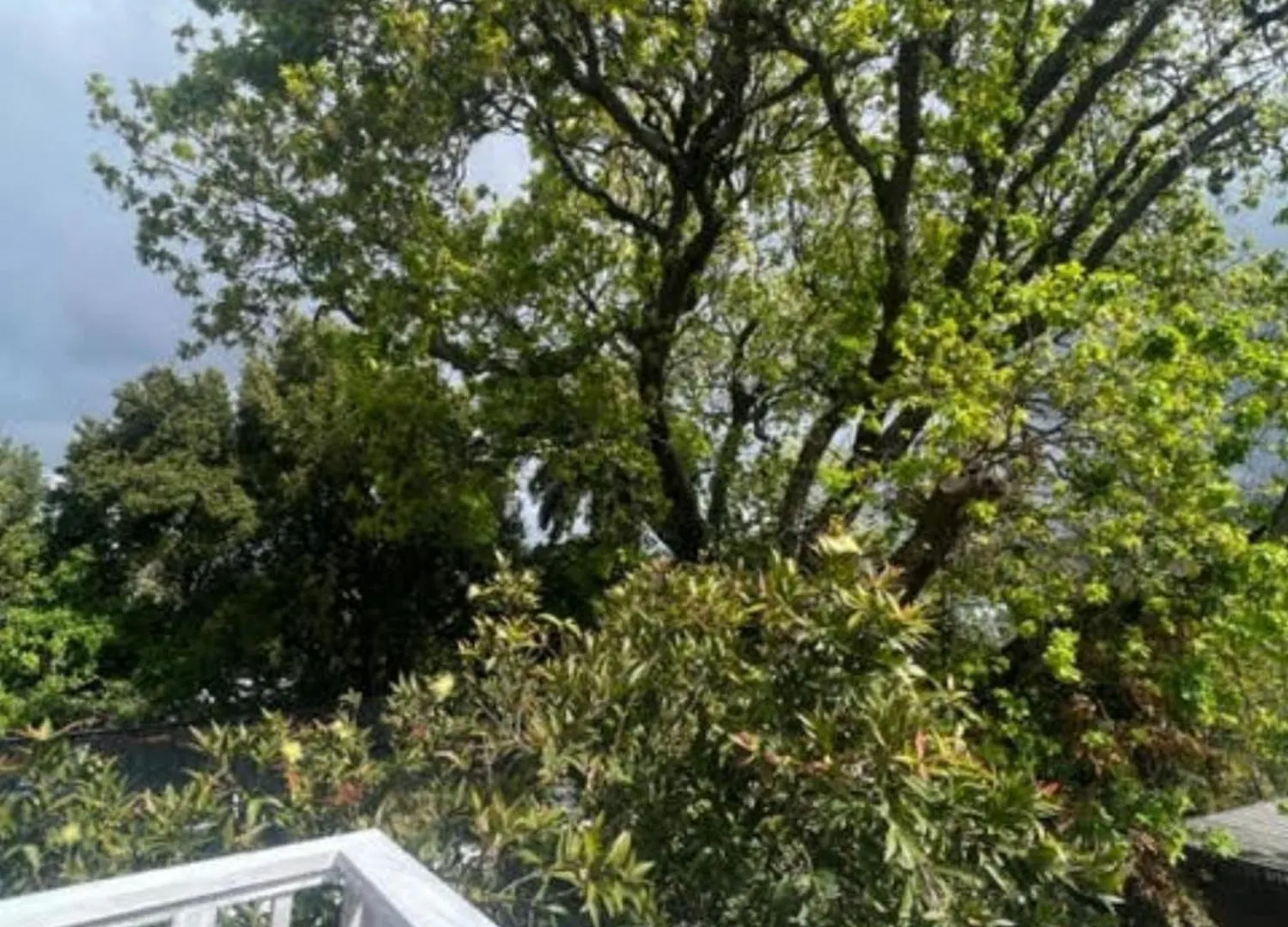 Two On Milner - Oak Tree Cottage - Stylish Open-Plan Guesthouse In Rondebosch Cape Town 0*,